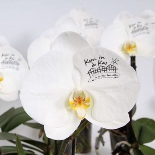 Orchidée Singolo - image 4